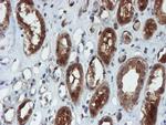 C17orf37 Antibody in Immunohistochemistry (Paraffin) (IHC (P))