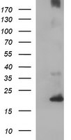 C17orf62 Antibody in Western Blot (WB)