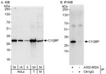 C1QBP Antibody in Western Blot (WB)