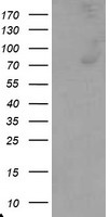 C1R Antibody in Western Blot (WB)