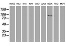 C1R Antibody in Western Blot (WB)