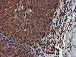 C1S Antibody in Immunohistochemistry (Paraffin) (IHC (P))