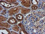 C1S Antibody in Immunohistochemistry (Paraffin) (IHC (P))