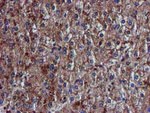 C1S Antibody in Immunohistochemistry (Paraffin) (IHC (P))