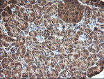 C1S Antibody in Immunohistochemistry (Paraffin) (IHC (P))