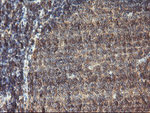 C1S Antibody in Immunohistochemistry (Paraffin) (IHC (P))