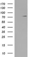 C1S Antibody in Western Blot (WB)