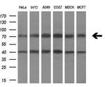 C1S Antibody in Western Blot (WB)