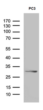 C1orf111 Antibody in Western Blot (WB)