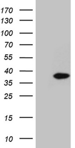 C1orf111 Antibody in Western Blot (WB)