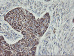 C1orf151 Antibody in Immunohistochemistry (Paraffin) (IHC (P))