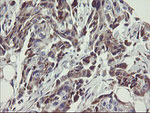 C1orf151 Antibody in Immunohistochemistry (Paraffin) (IHC (P))