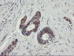 C1orf151 Antibody in Immunohistochemistry (Paraffin) (IHC (P))