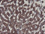 C1orf151 Antibody in Immunohistochemistry (Paraffin) (IHC (P))