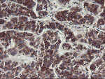 C1orf151 Antibody in Immunohistochemistry (Paraffin) (IHC (P))