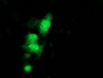 C1orf50 Antibody in Immunocytochemistry (ICC/IF)