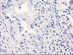 C1orf50 Antibody in Immunohistochemistry (Paraffin) (IHC (P))