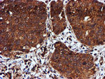 C1orf50 Antibody in Immunohistochemistry (Paraffin) (IHC (P))