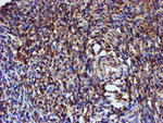 C1orf50 Antibody in Immunohistochemistry (Paraffin) (IHC (P))