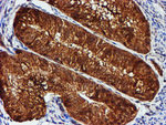 C1orf50 Antibody in Immunohistochemistry (Paraffin) (IHC (P))