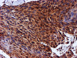 C1orf50 Antibody in Immunohistochemistry (Paraffin) (IHC (P))