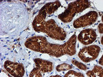 C1orf50 Antibody in Immunohistochemistry (Paraffin) (IHC (P))