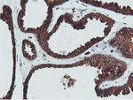 C20orf3 Antibody in Immunohistochemistry (Paraffin) (IHC (P))