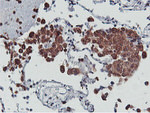 C20orf3 Antibody in Immunohistochemistry (Paraffin) (IHC (P))