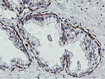 C20orf3 Antibody in Immunohistochemistry (Paraffin) (IHC (P))