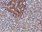 C20orf3 Antibody in Immunohistochemistry (Paraffin) (IHC (P))