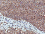 C20orf3 Antibody in Immunohistochemistry (Paraffin) (IHC (P))