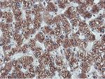 C20orf3 Antibody in Immunohistochemistry (Paraffin) (IHC (P))