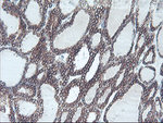 C20orf3 Antibody in Immunohistochemistry (Paraffin) (IHC (P))