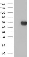 C20orf3 Antibody in Western Blot (WB)