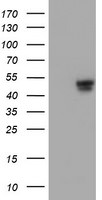 C20orf3 Antibody in Western Blot (WB)