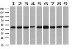 C20orf3 Antibody in Western Blot (WB)