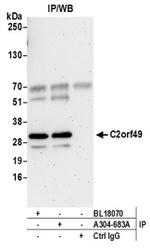 C2orf49 Antibody in Immunoprecipitation (IP)