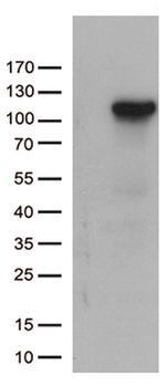 C6 Antibody in Western Blot (WB)