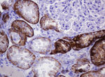 CA12 Antibody in Immunohistochemistry (Paraffin) (IHC (P))