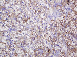 CA12 Antibody in Immunohistochemistry (Paraffin) (IHC (P))