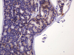 CA12 Antibody in Immunohistochemistry (Paraffin) (IHC (P))