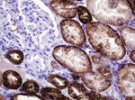 CA12 Antibody in Immunohistochemistry (Paraffin) (IHC (P))