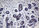 CA19-9 Antibody in Immunohistochemistry (Paraffin) (IHC (P))