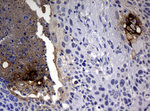 CA19-9 Antibody in Immunohistochemistry (Paraffin) (IHC (P))