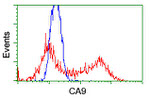 CA9 Antibody in Flow Cytometry (Flow)