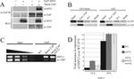 GST Tag Antibody in Western Blot (WB)