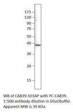 CAB39 Antibody in Western Blot (WB)