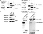 GST Tag Antibody in Western Blot (WB)