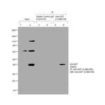 GST Tag Antibody in Immunoprecipitation (IP)