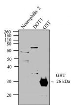 GST Tag Antibody in Western Blot (WB)